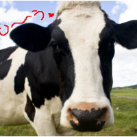 かわいい牛さん